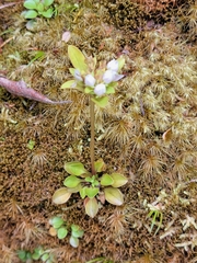 Gentianella grisebachii