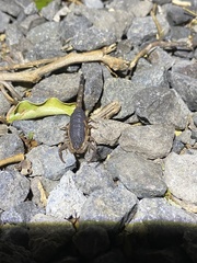 Centruroides limbatus