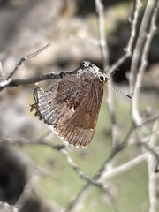 Callophrys henrici