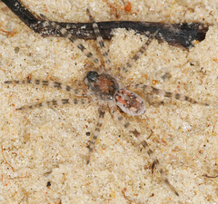 Arctosa perita