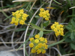 Bupleurum ranunculoides