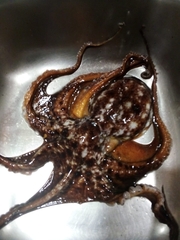 Eledone moschata