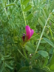 Onobrychis squarrosa