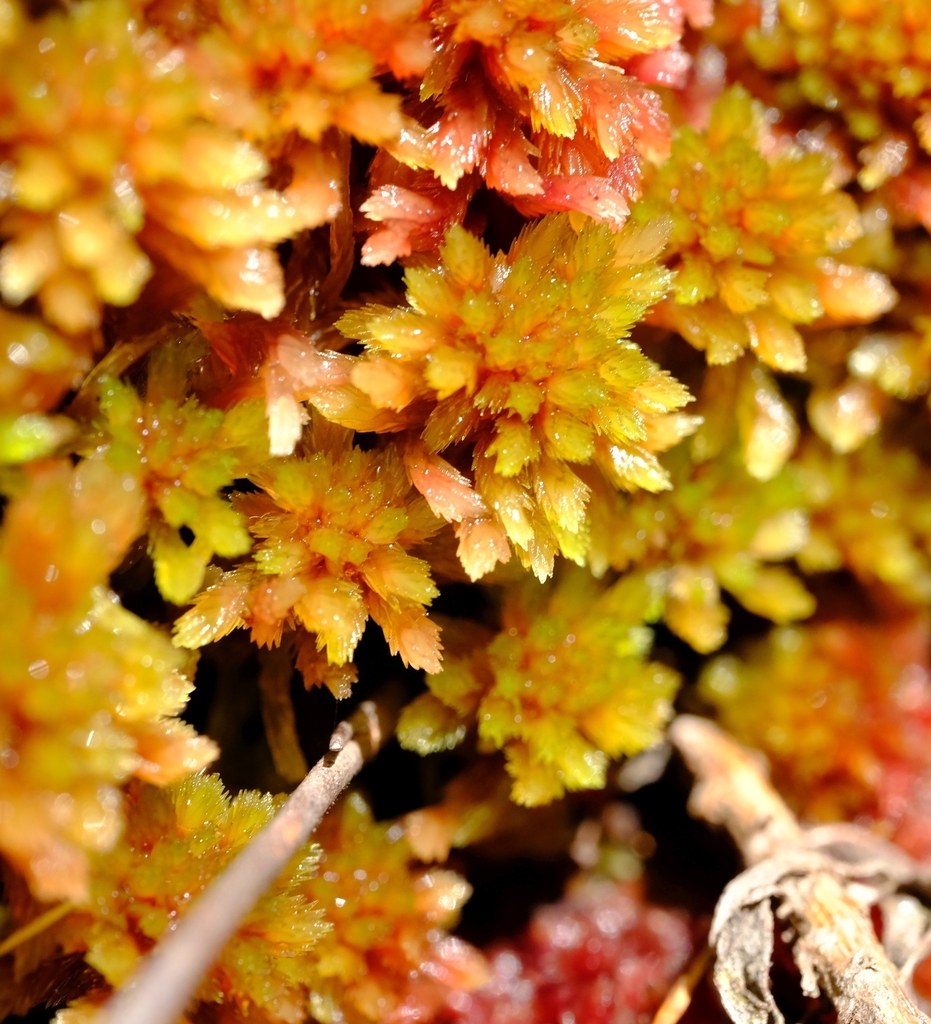 Sphagnum violascens
