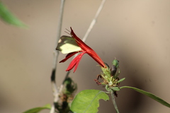 Justicia californica