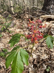 Aesculus pavia