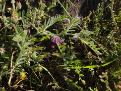 Vicia benghalensis image