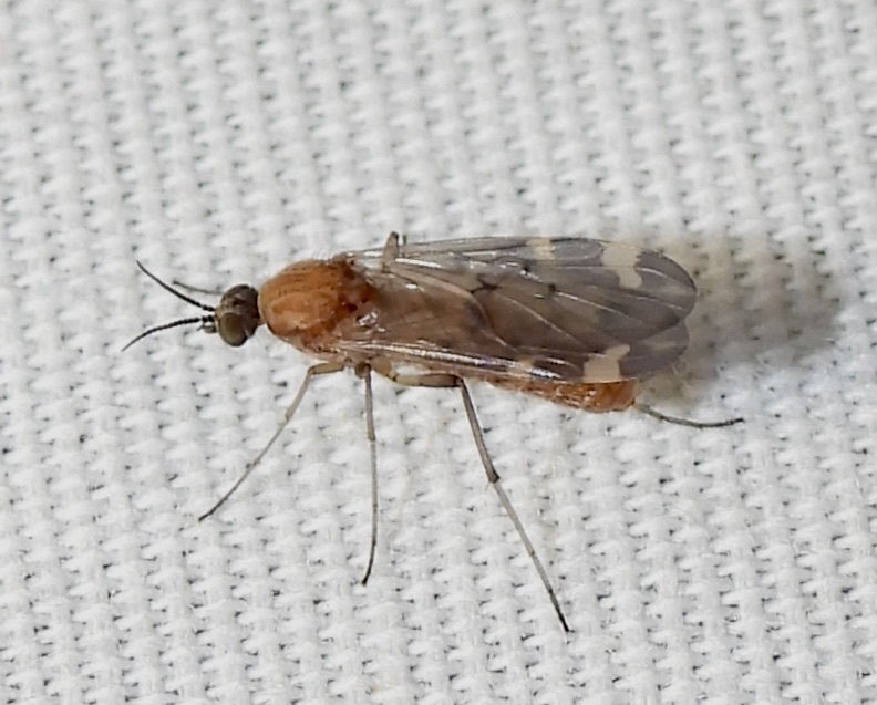 Anisopodidae