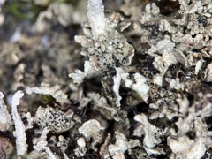 Bachmanniomyces punctum