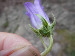 Campanula speciosa
