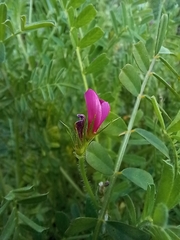 Onobrychis squarrosa