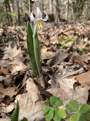 Erythronium albidum