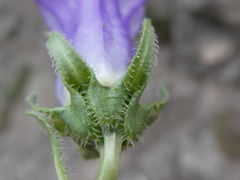 Campanula speciosa