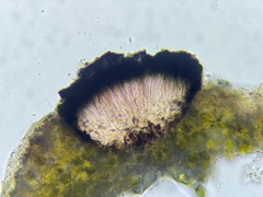 Bachmanniomyces punctum