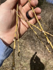 Salix nigra