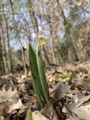 Erythronium albidum