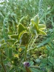 Onobrychis squarrosa