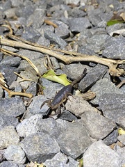 Centruroides limbatus