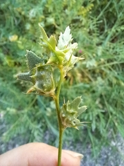 Onobrychis squarrosa
