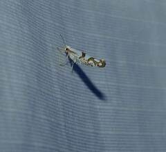 Argyresthia oreasella