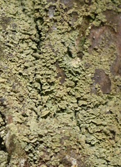 Carbonicola myrmecina image