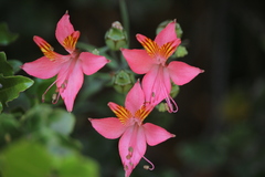 Alstroemeria ligtu splendens