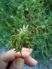 Onobrychis squarrosa