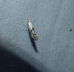 Argyresthia oreasella