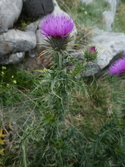 Carduus defloratus carlinifolius
