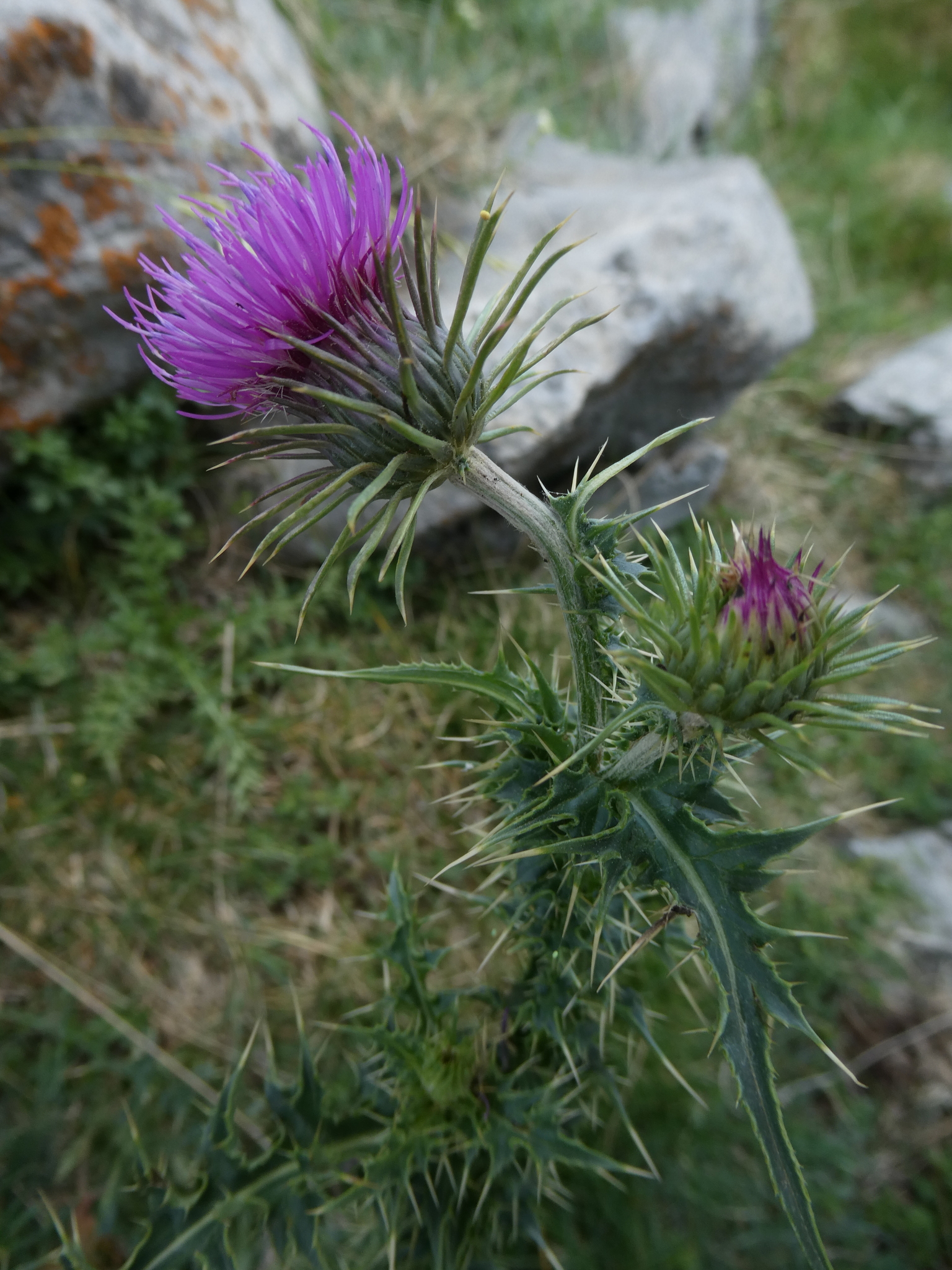 Carduus defloratus subsp. carlinifolius (Lam.) Ces.