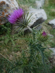 Carduus defloratus carlinifolius