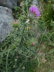 Carduus defloratus carlinifolius