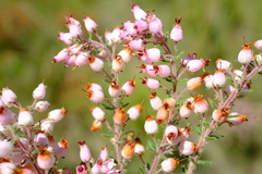 Erica racemosa