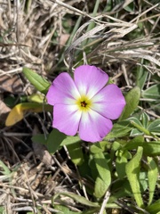 Phlox roemeriana