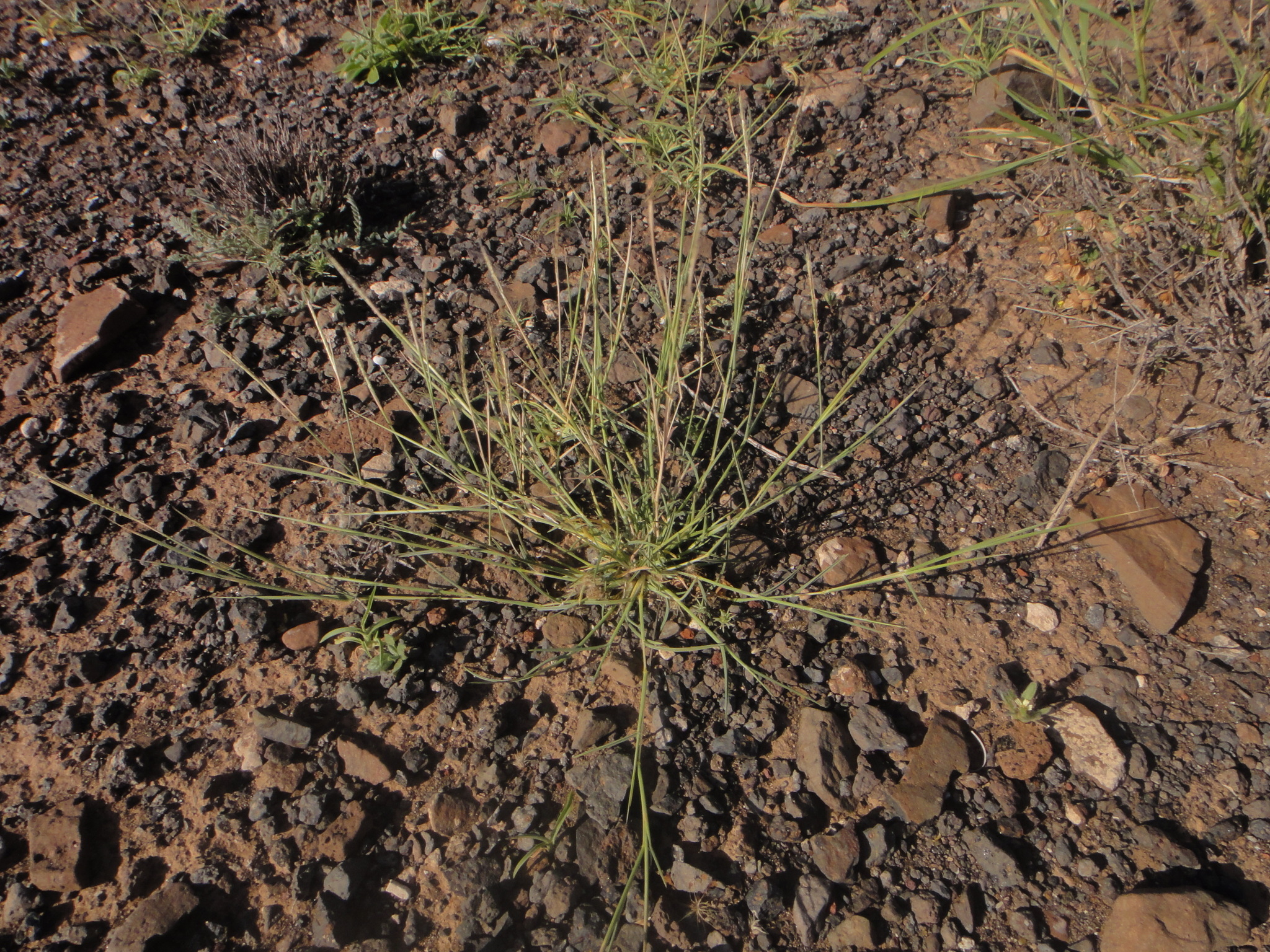 Dichanthium foveolatum