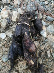 Canis lupus italicus