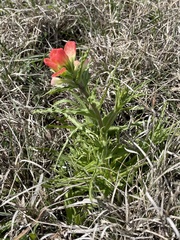 Castilleja indivisa
