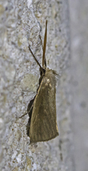 Rupela