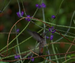 Chrysolampis mosquitus