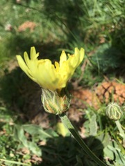 Crepis albida