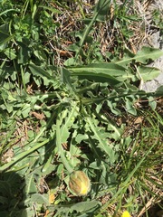 Crepis albida