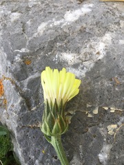 Crepis albida