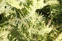 Sticherus umbraculifer