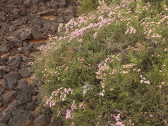 Limonium tuberculatum image