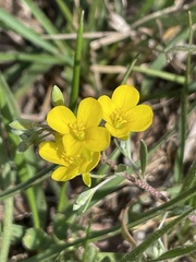 Physaria gracilis