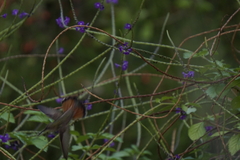Chrysolampis mosquitus