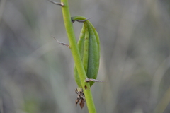 Eulophia speciosa
