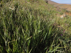 Bromus madritensis