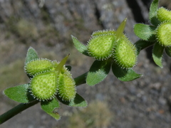 Cynoglossum officinale