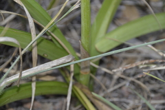 Eulophia speciosa